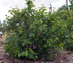 Allegheny serviceberry plant.  This shrub can be pruned to turn it into a tree form.