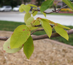Leaves of 'Autumn Brilliance' serviceberry.  May be susceptible to rust.