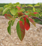 Beginning of fall coloration for 'Autumn Brilliance' serviceberry