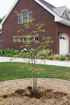 Overall tree - very young - of 'Autumn Brilliance' serviceberry.