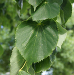 Leaves of 'Harvest Gold' linden.