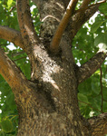 Bark and branching structure on a 'Harvest Gold' linden