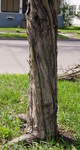 Twisted stem and "shredded" bark of 'Toba' hawthorn.