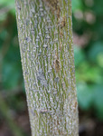 Bark of a young stem of pagoda dogwood