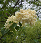 Flower and twig of a Copper Curls ™ Pekin lilac