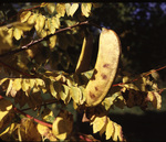 Immature seed pod of Kentucky coffeetree; the pod will mature to a reddish brown color.