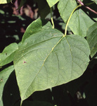 Large heart-shaped leaf of the northern catalpa.