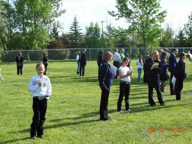 4-H Dairy Judging