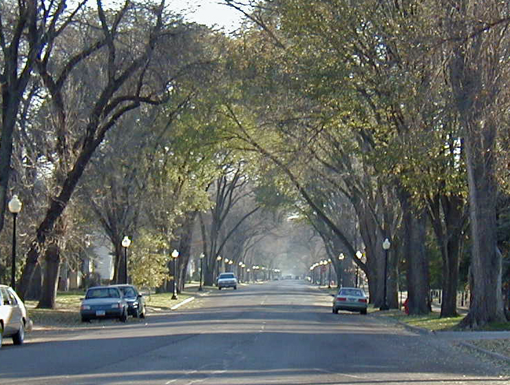 Elm-lined street