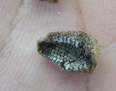 Forest tent caterpillar eggs - 2