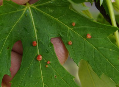 Maple bladder gall mite, silver maple, NDSU campus, May 2017