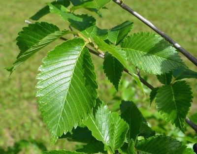 leaves - Prairie Expedition elm