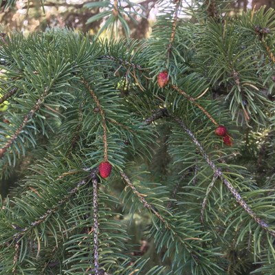 Spruce pollen cone 1