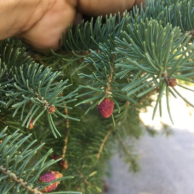 Spruce pollen cone 2