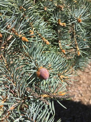 Spruce pollen cone 3