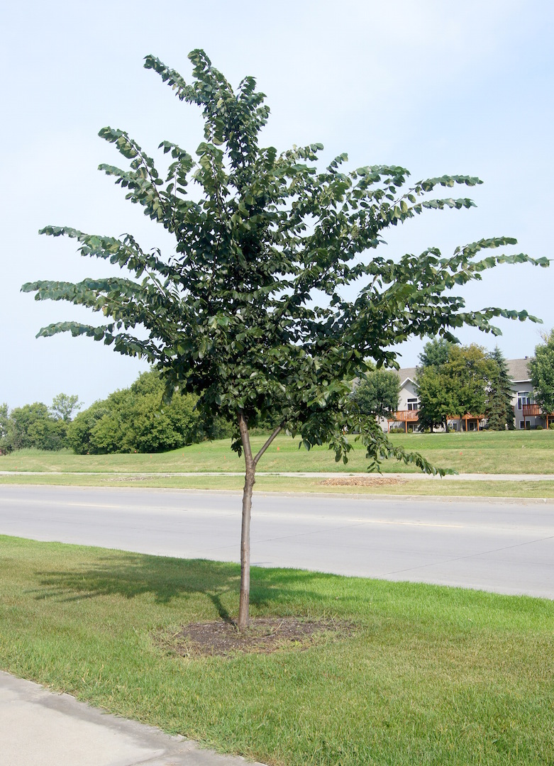 young Prairie Expedition elm