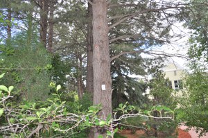 Verbenone packet on park tree