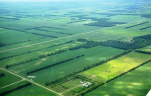 Plains Shelterbelts