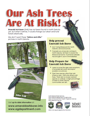 Our Ash Trees are at Risk Our Ash Trees are at Risk