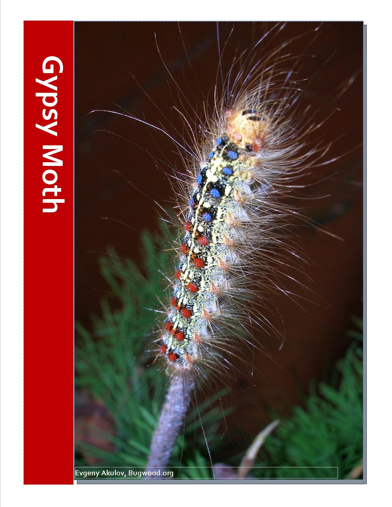 Gypsy Moth