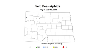 aphid