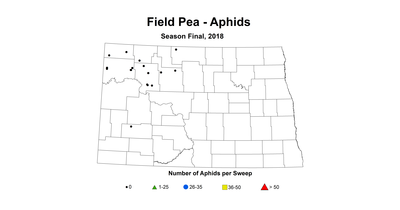 aphid