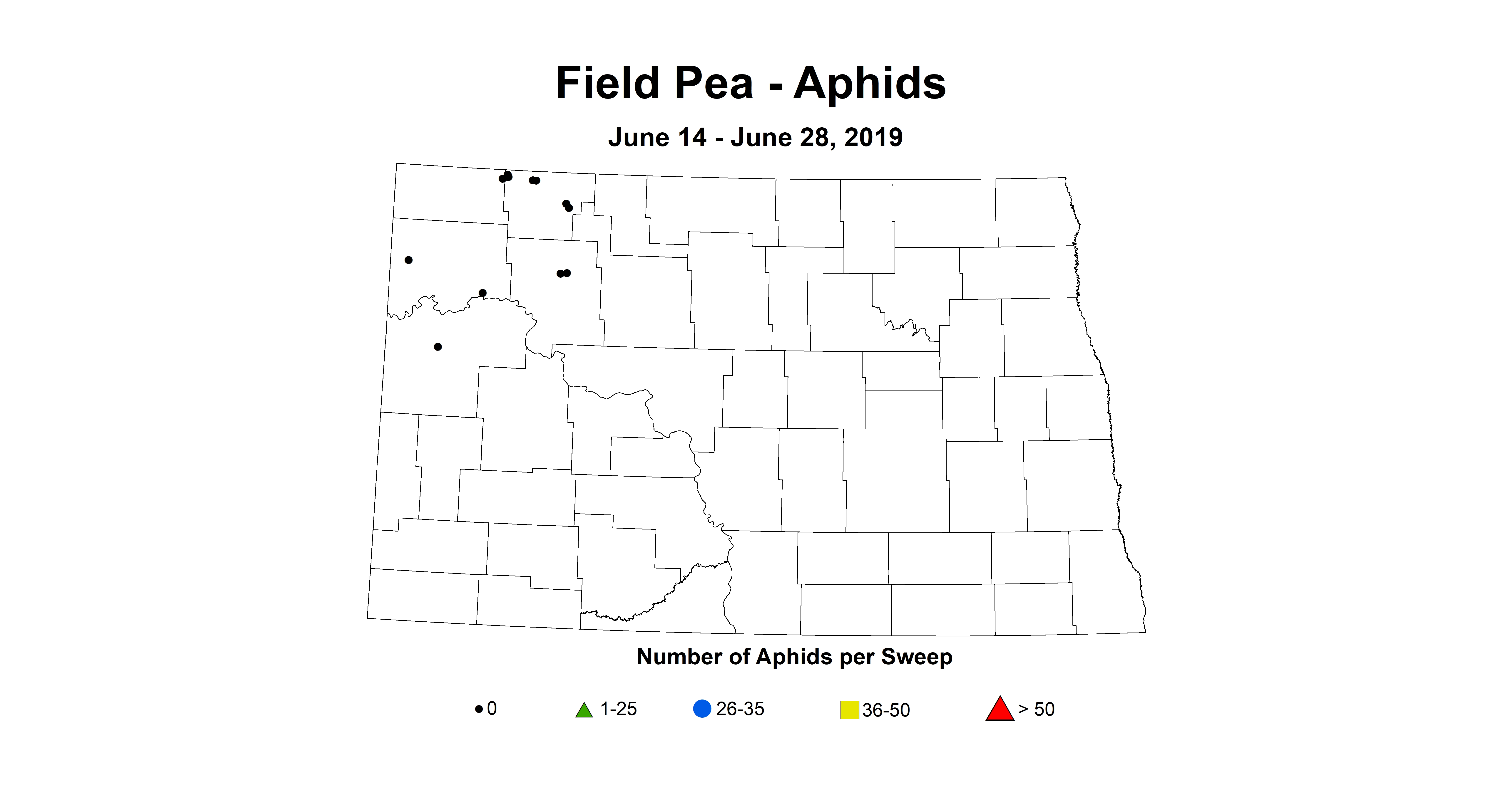 aphid