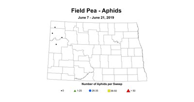 aphid
