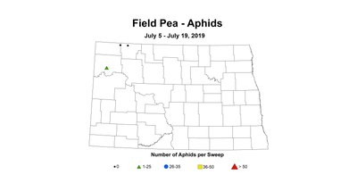 aphid