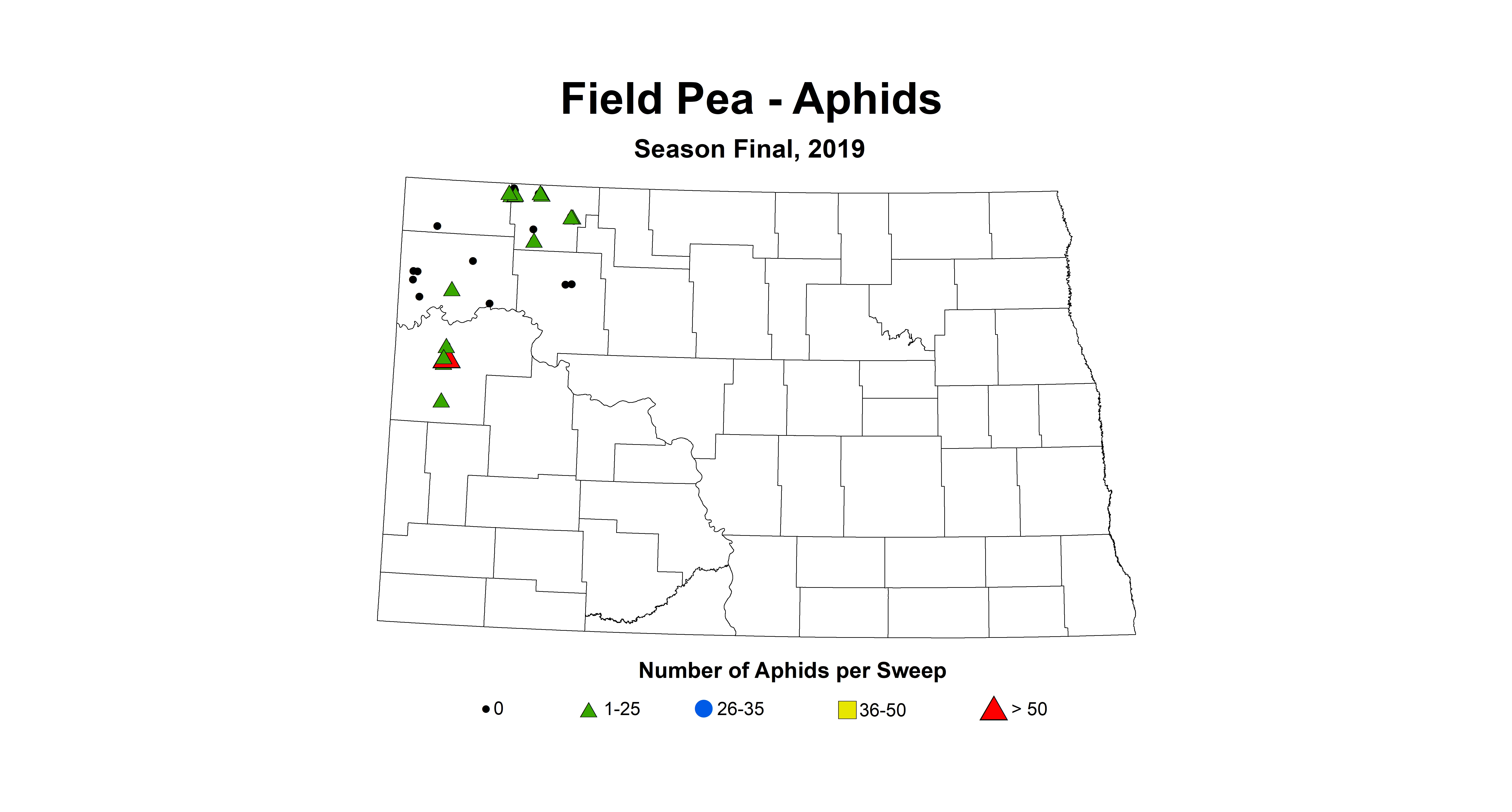 aphid