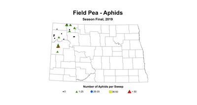 aphid