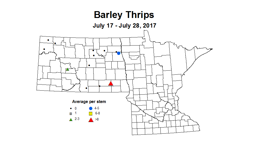 barley thrips 7 17 7 28 2017