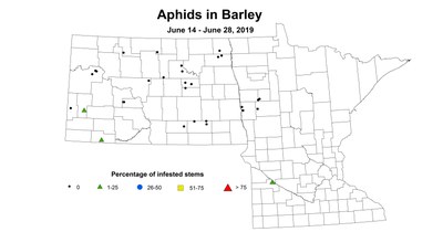 barley aphid