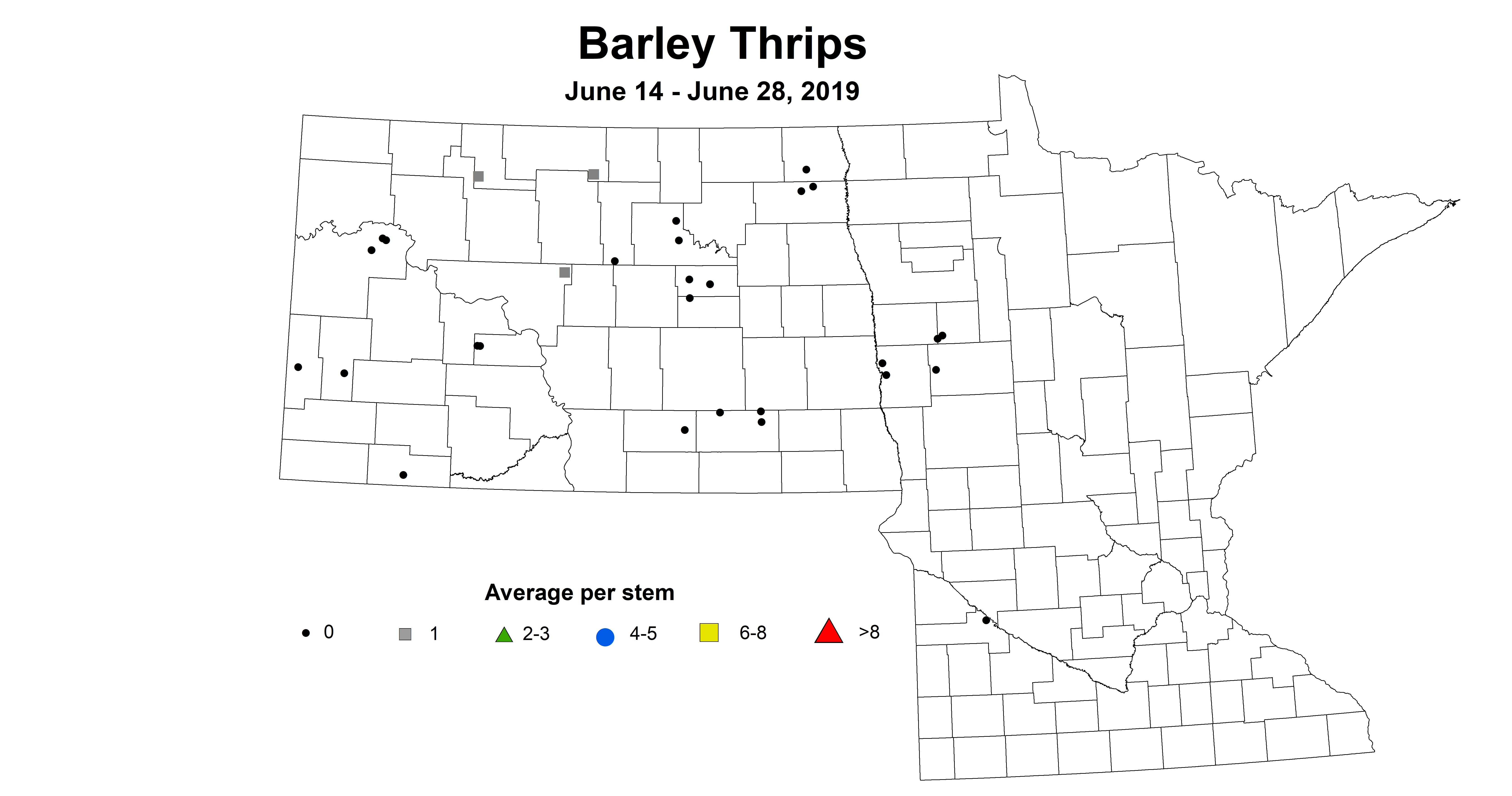 barley thrip