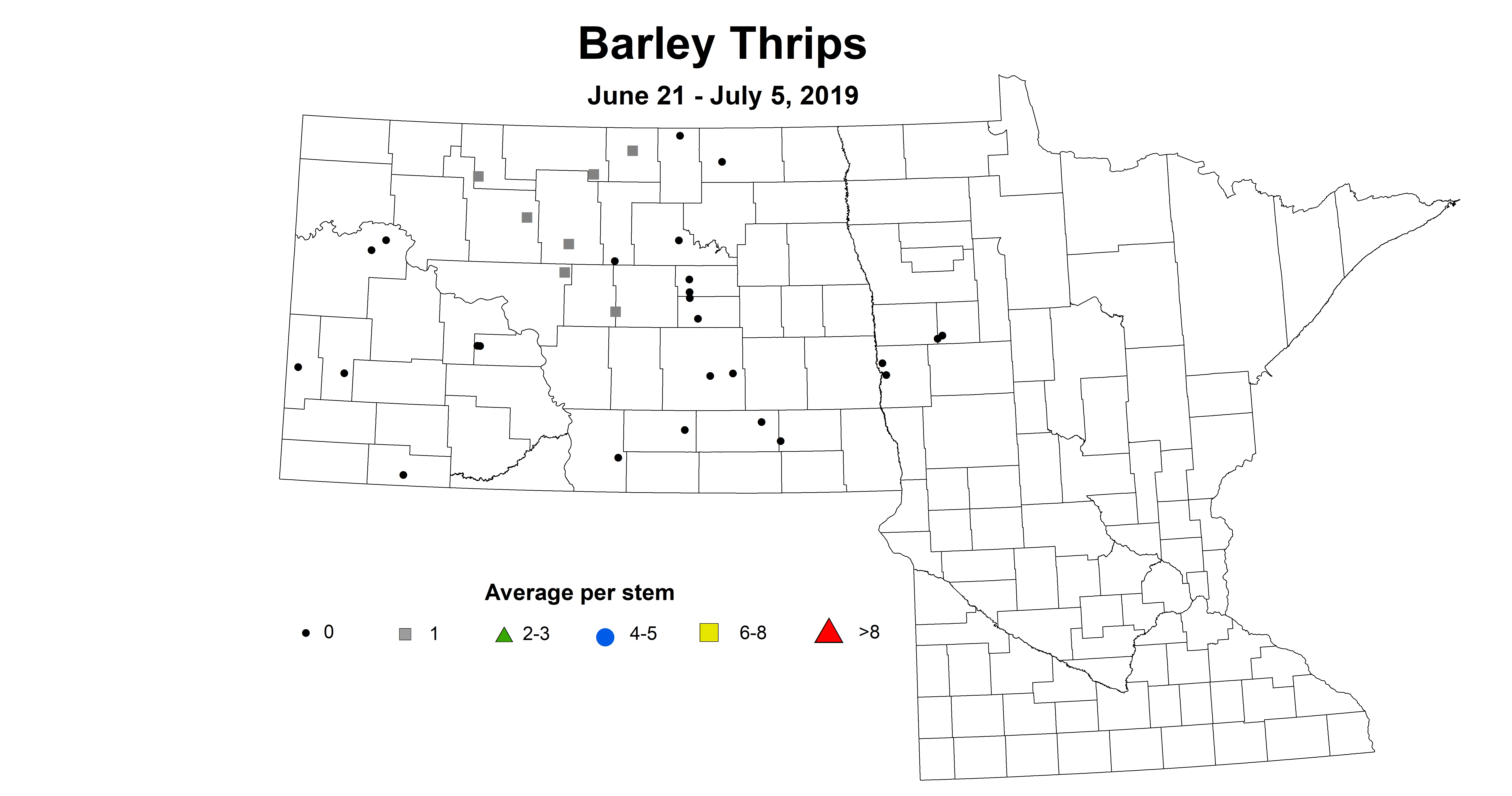 barley thrip