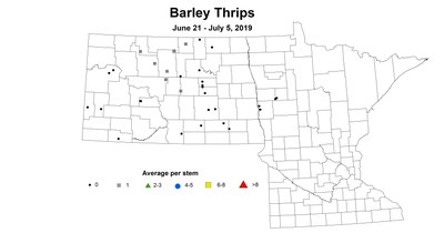 barley thrip