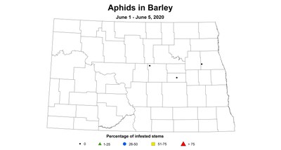 aphids