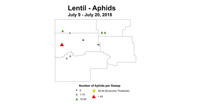 aphid