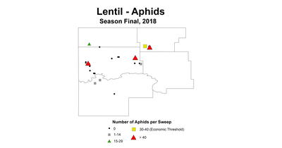 aphid