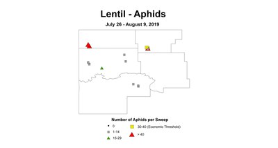 aphid