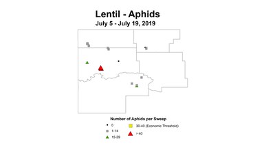 aphid
