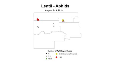 aphid
