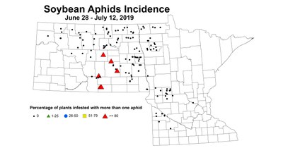aphidIncidence