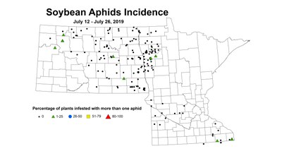 aphidIncidence