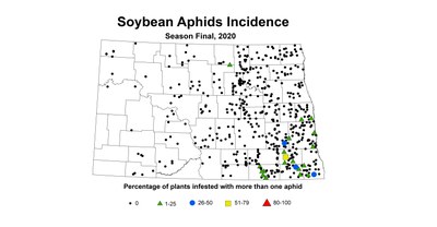 aphid incidence