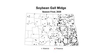 gall midge
