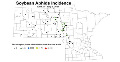 aphidIncidence