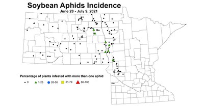 aphidIncidence