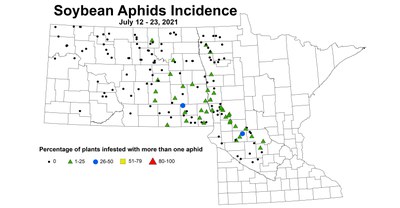 aphidIncidence
