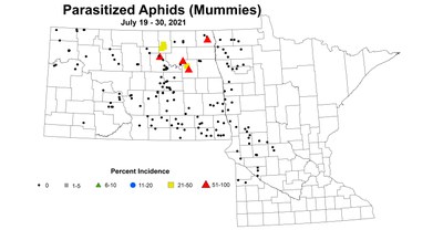aphidMummy